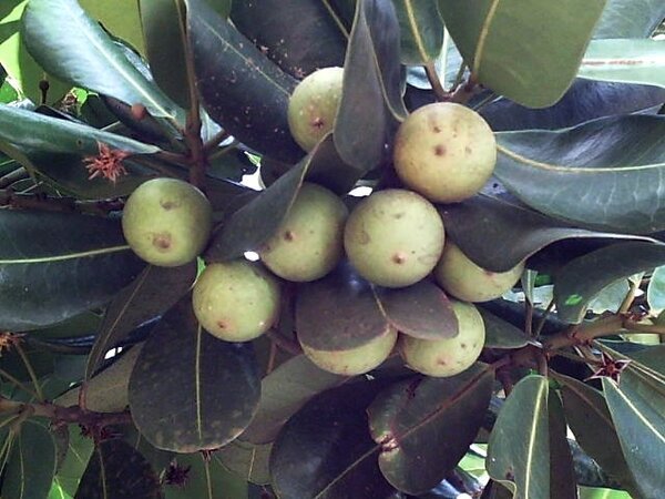 Imagem da fruta Abricó