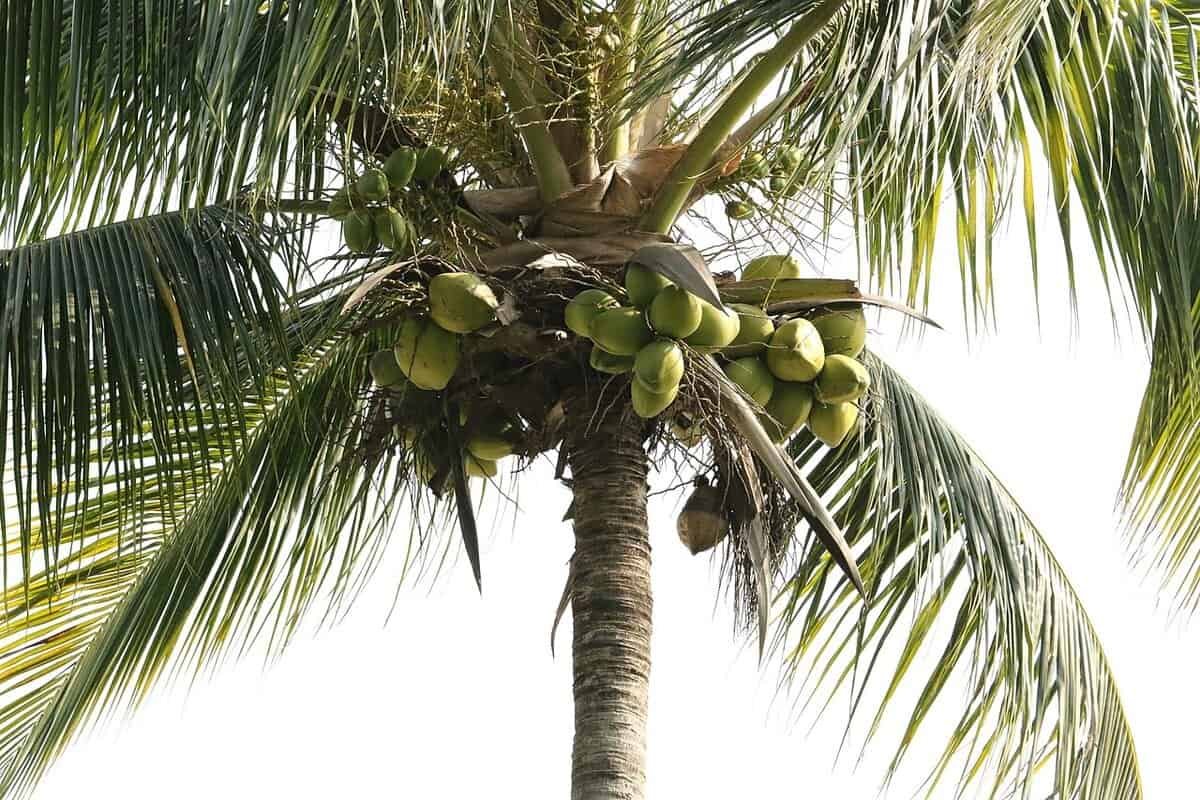 Imagem da fruta Coco