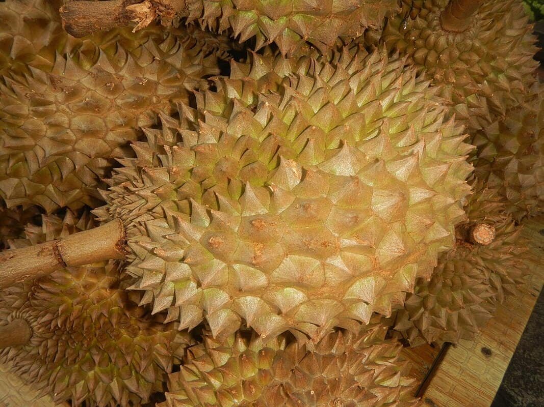 Imagem da fruta Durian
