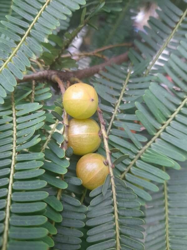 Imagem da fruta Emblica
