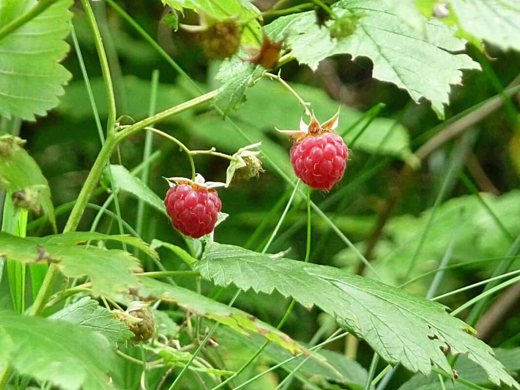 Imagem da fruta Framboesa