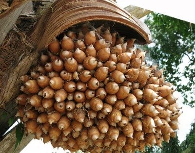 Imagem da fruta Inajá