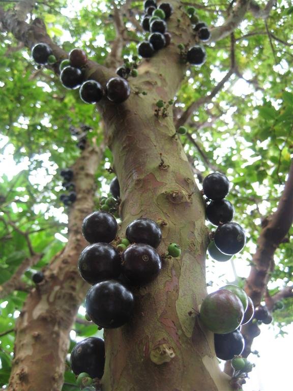 Imagem da fruta Jabuticaba