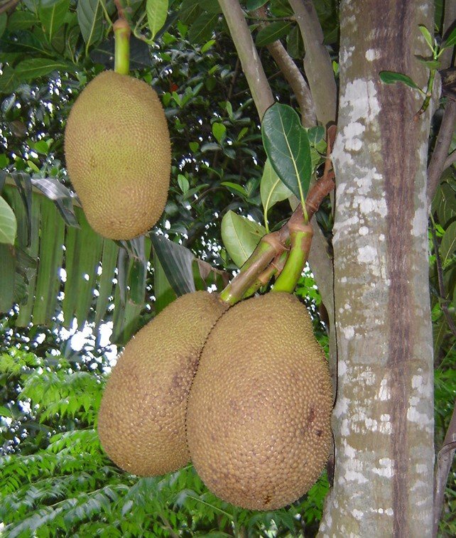 Imagem da fruta Jaca