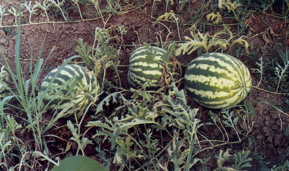 Imagem da fruta Melancia