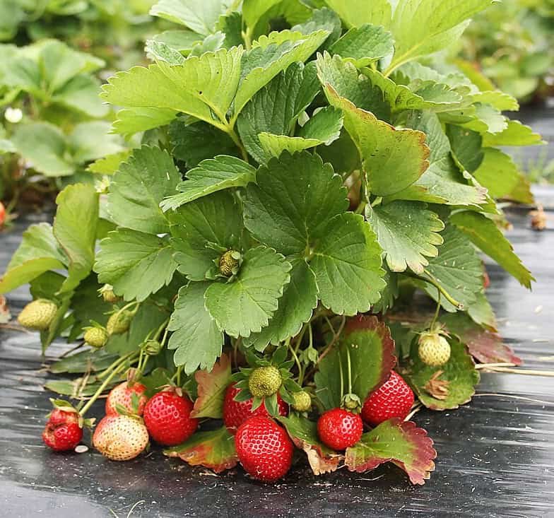 Imagem da fruta Morango