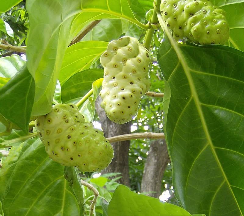 Imagem da fruta Noni