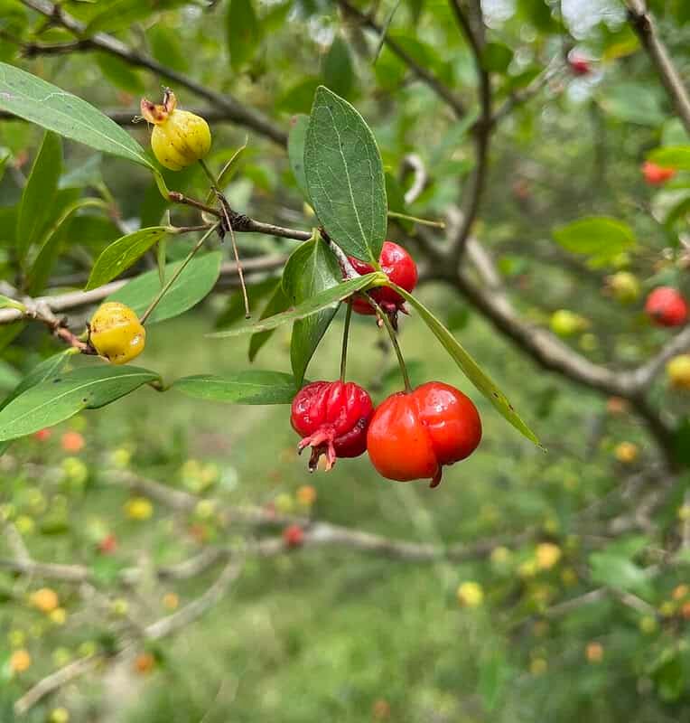 Imagem da fruta Pitanga