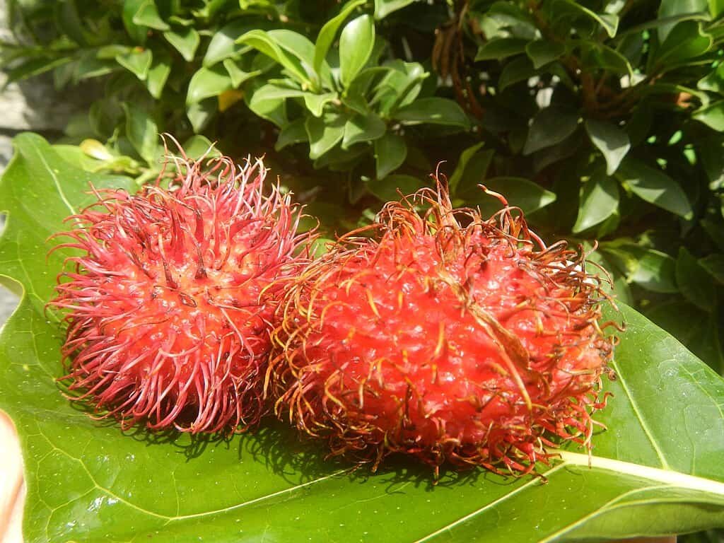 Imagem da fruta Rambutan