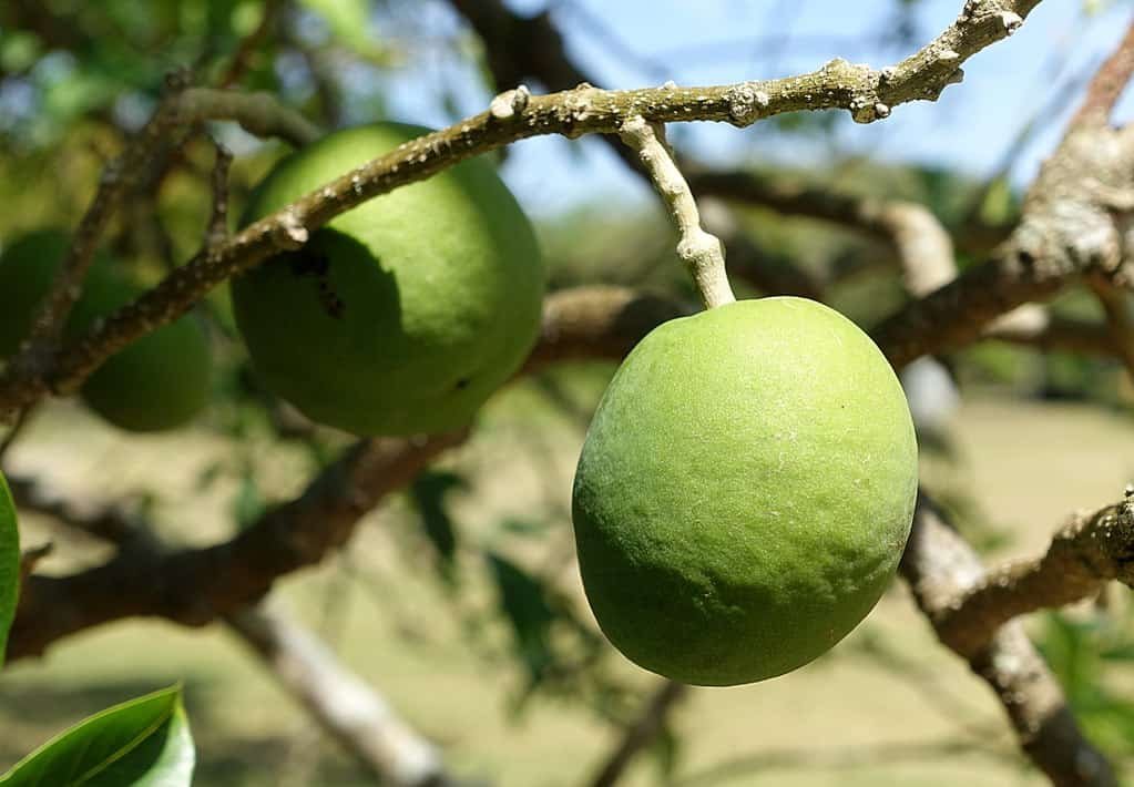 Imagem da fruta Sapoti branco