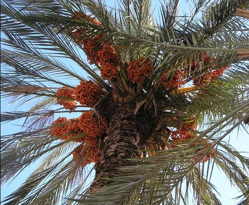 Imagem da fruta Tâmara