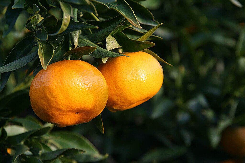 Imagem da fruta Tangerina